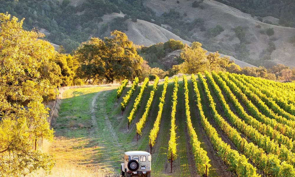 Sonoma - Airone limo