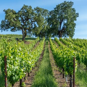 Limo Rental Service in Sonoma for Wine Tours & More