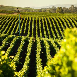 Chauffeured Service in Sonoma for Special Occasions