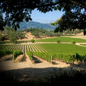 Limo Rental Service in Sonoma for Wine Tours & More